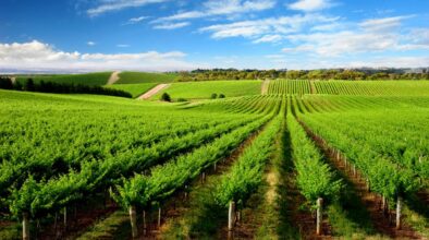 Wijngaard Adelaide Hills South Australia