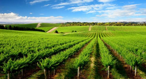 Wijngaard Adelaide Hills South Australia