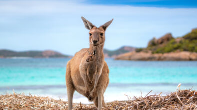 Kangoeroe staat op het strand van Lucky Bay bij Esperance