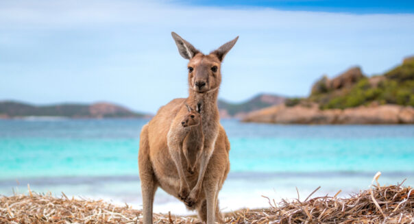 Kangoeroe staat op het strand van Lucky Bay bij Esperance