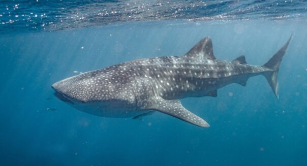 Ningaloo Reef snorkelen met whale shark