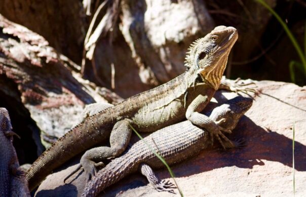 Water dragon reptiel leunt op ander reptiel op een rots