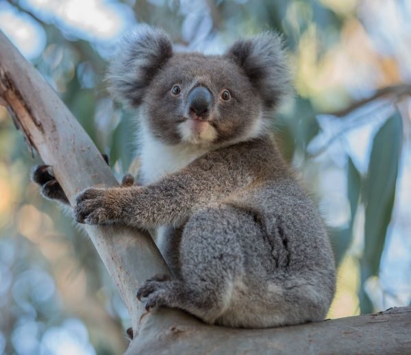 Koala op tak kijkt in de camera